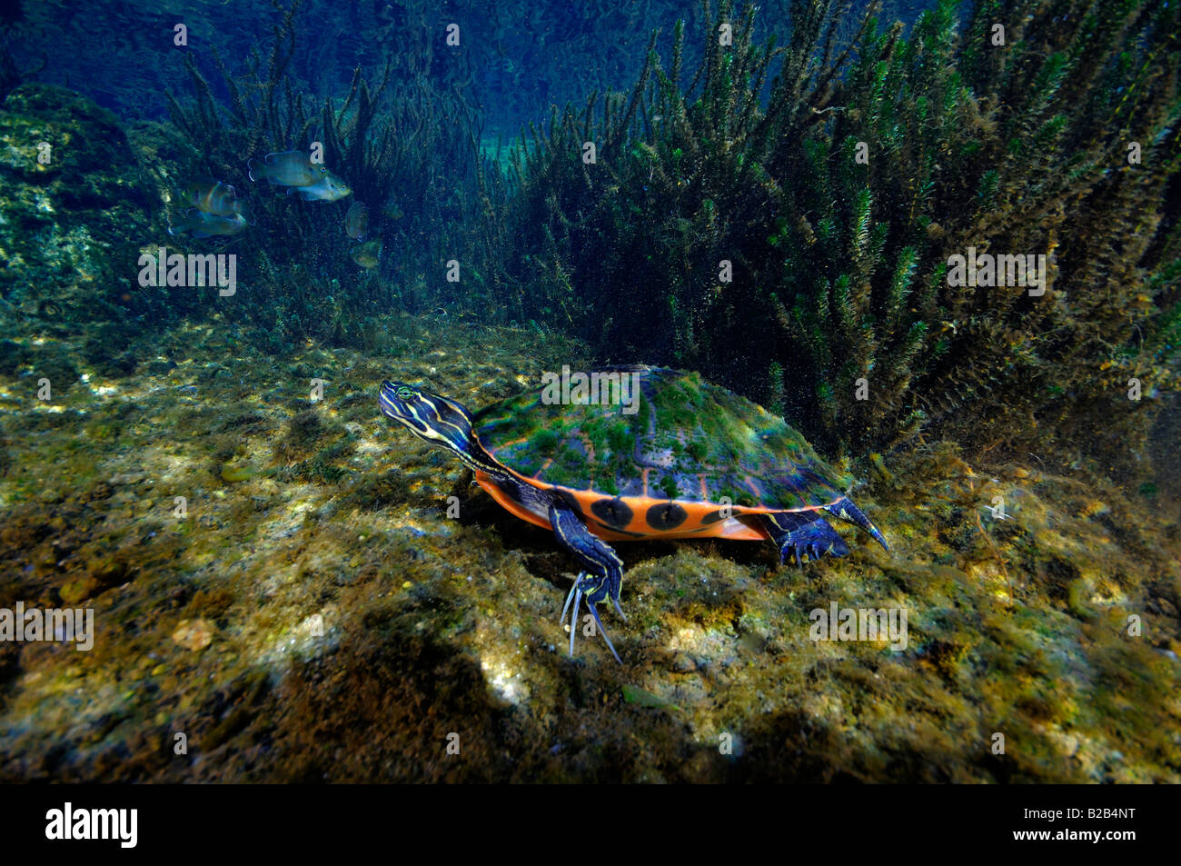 Florida ventre rosso cooter Pseudemys nelsoni Salt Springs Florida Foto Stock
