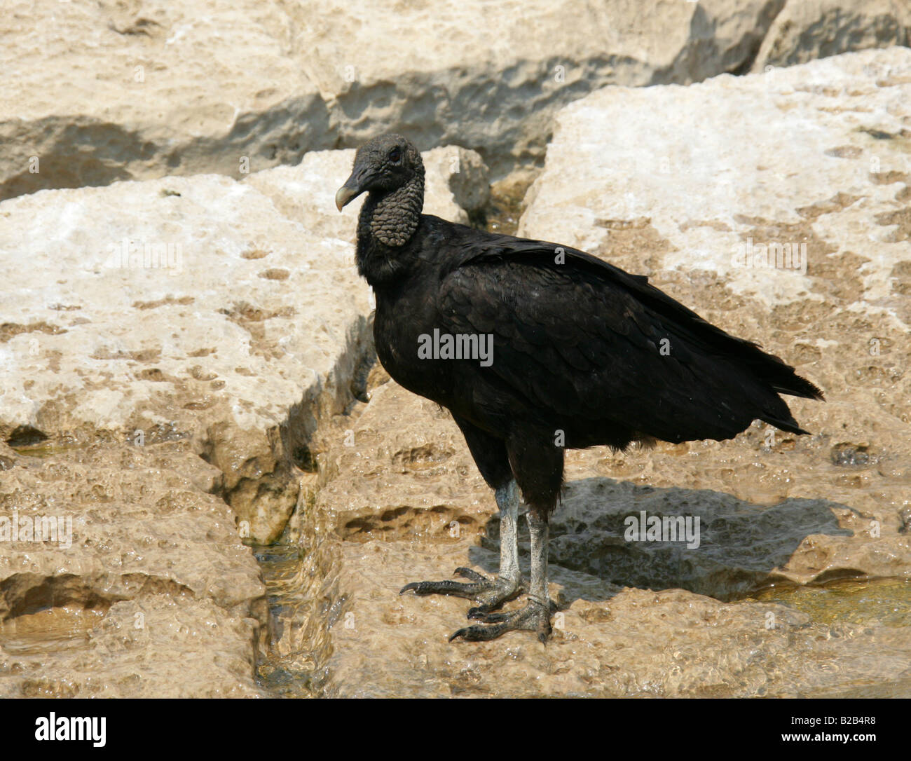 American avvoltoio nero Coragyps atratus, Sumidero Canyon, Chiapas, Messico Foto Stock