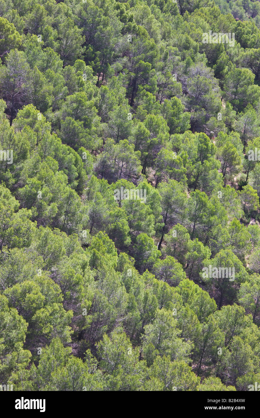 Alberi di pino in Parque Natural Sierra de las Nieves Provincia di Malaga Spagna Foto Stock