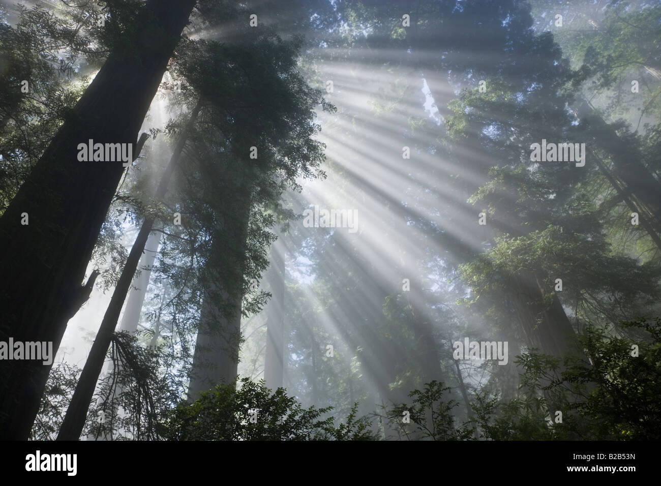 Raggi solari che filtrano attraverso la nebbia Redwood Forest Foto Stock