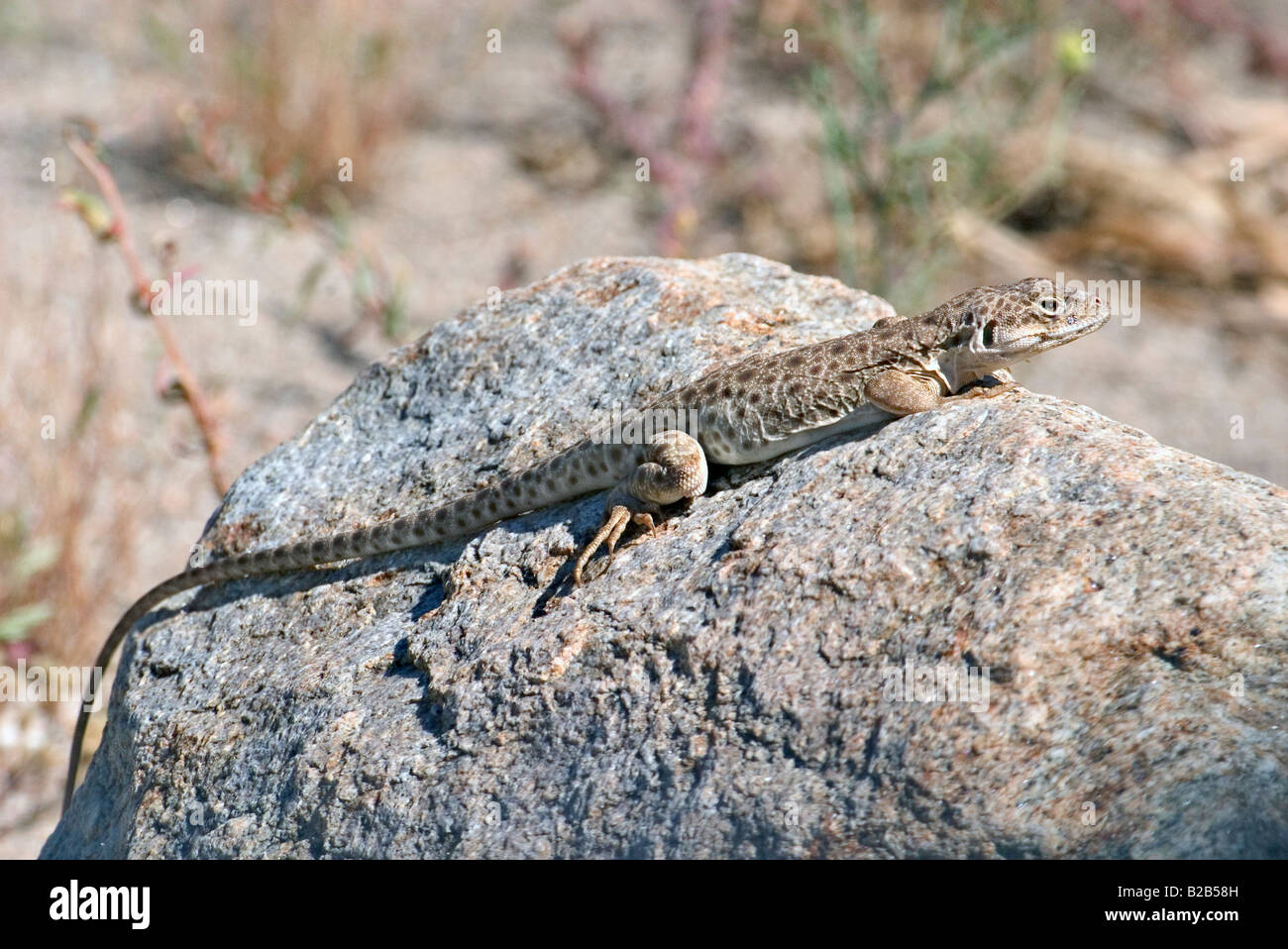 A becco lungo Leopard Lizard Gambelia wislizenii Foto Stock