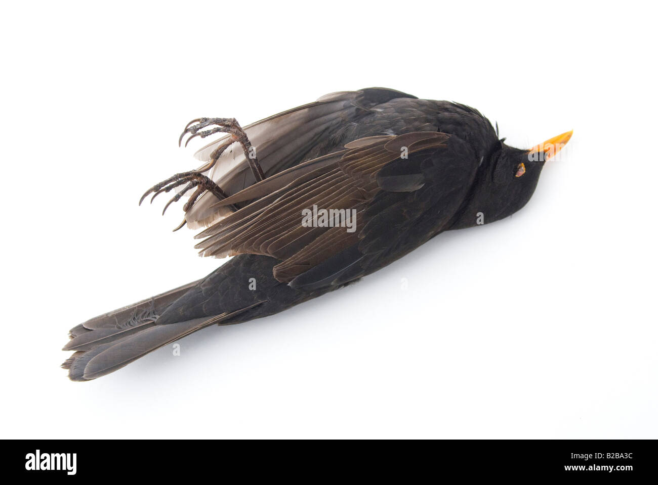 Uccello nero morto su sfondo bianco Foto Stock Uccello nero morto su sfondo bianco Foto Stock