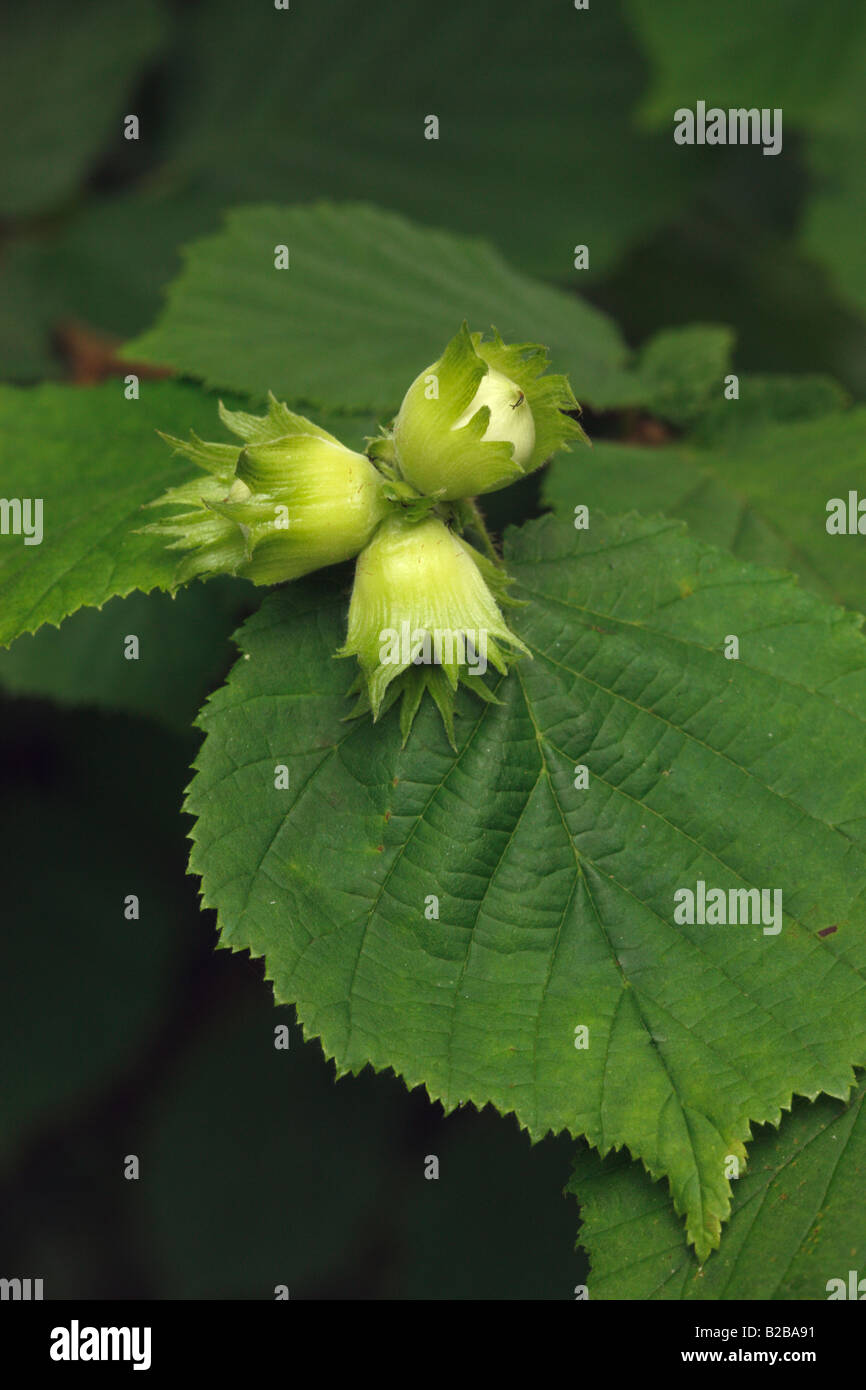Comune di nocciolo Corylus avellana dadi luglio Midlands Foto Stock