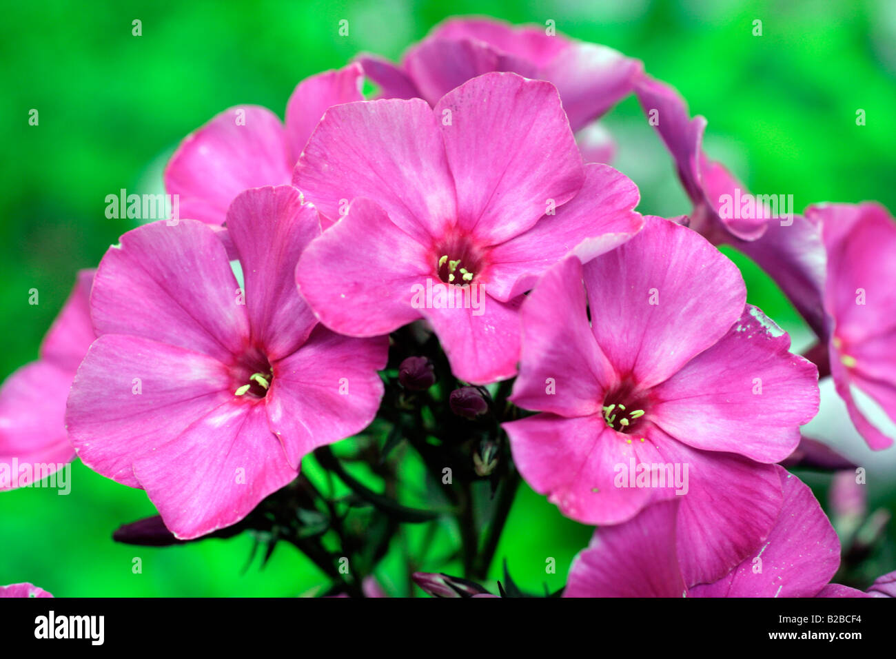 PHLOX PANICULATA TARDA AGM Foto Stock
