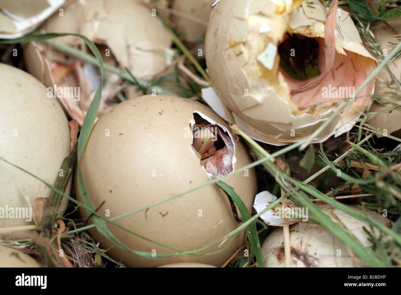 Fagiano di uova da cova Foto stock - Alamy