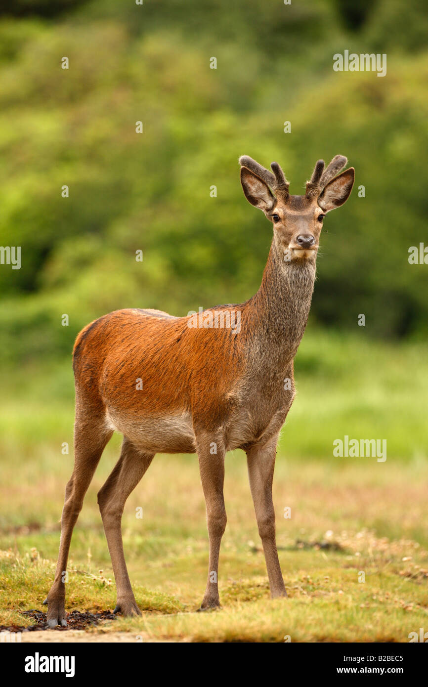 Red Deer Cervus elaphus maschio in velluto Islay Ebridi Scozia Luglio Foto Stock