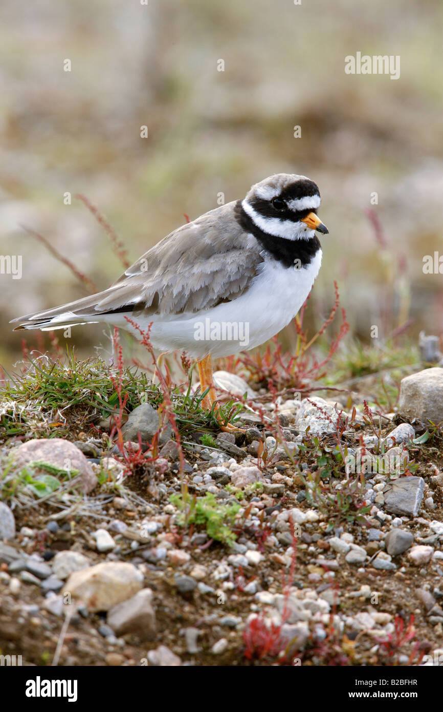 Di inanellare plover Charadrius hiaticula estate Scozia Scotland Foto Stock