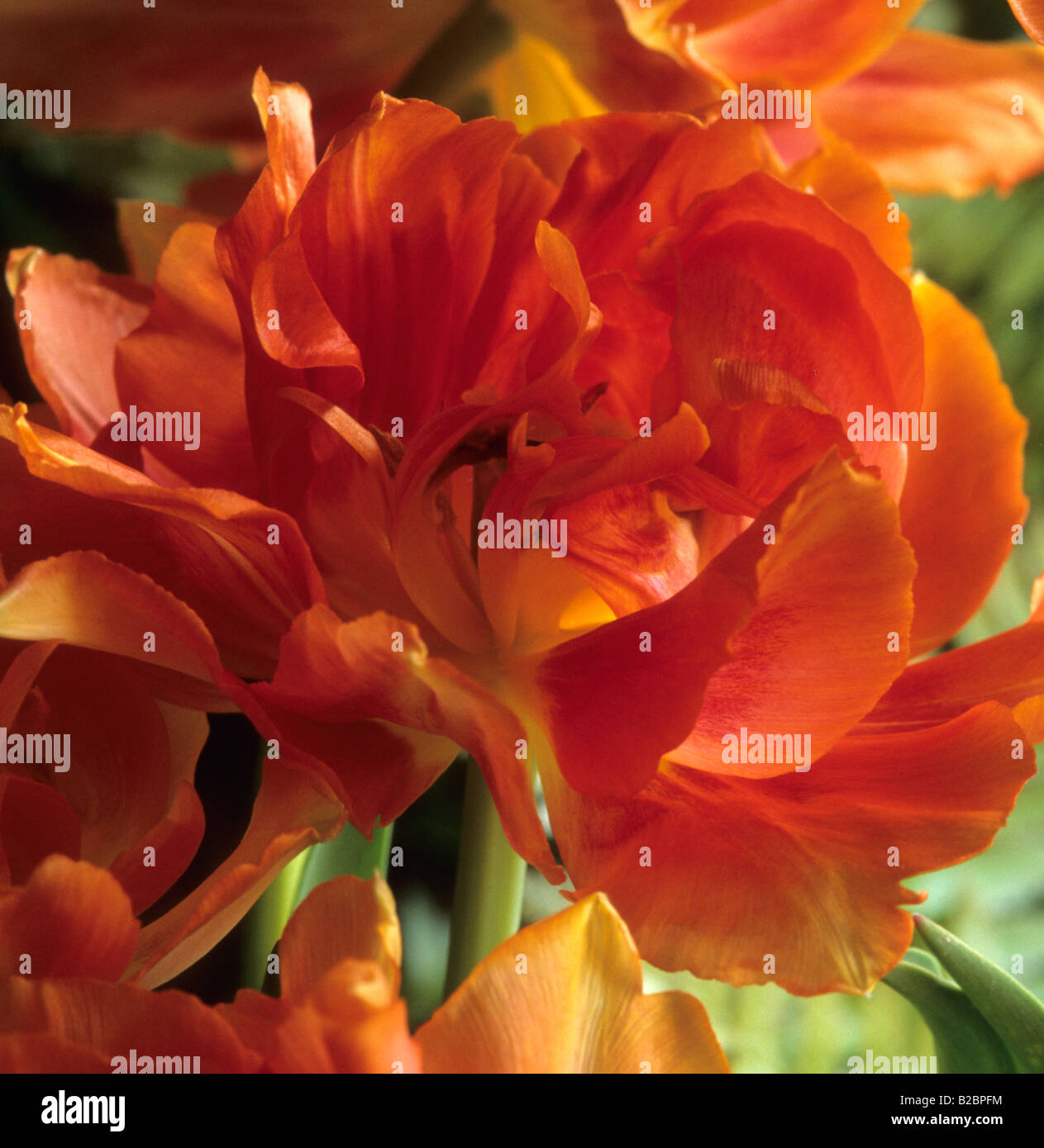 Tulip Tulipa "Willem van Oranje' Foto Stock