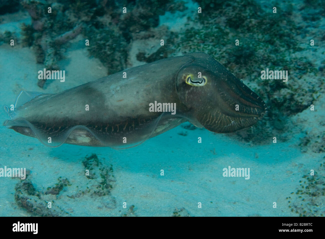 Una seppie mimetizzata sullo sfondo nelle calde acque delle Isole Salomone Foto Stock