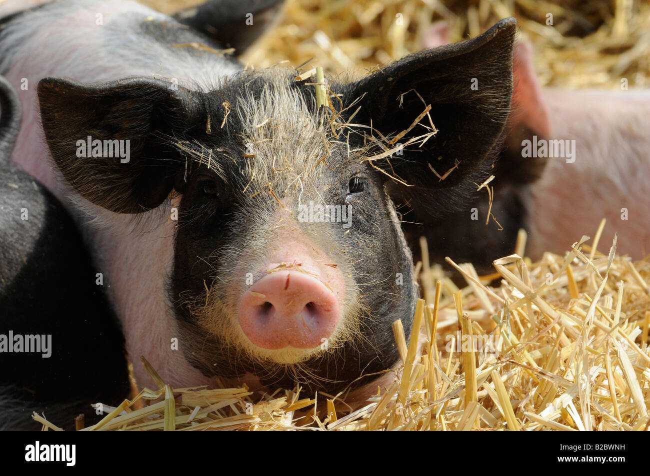 Suini domestici (Sus scrofa domestica), giovane animale, lo zoo, il Baden-Wuerttemberg, Germania, Europa Foto Stock