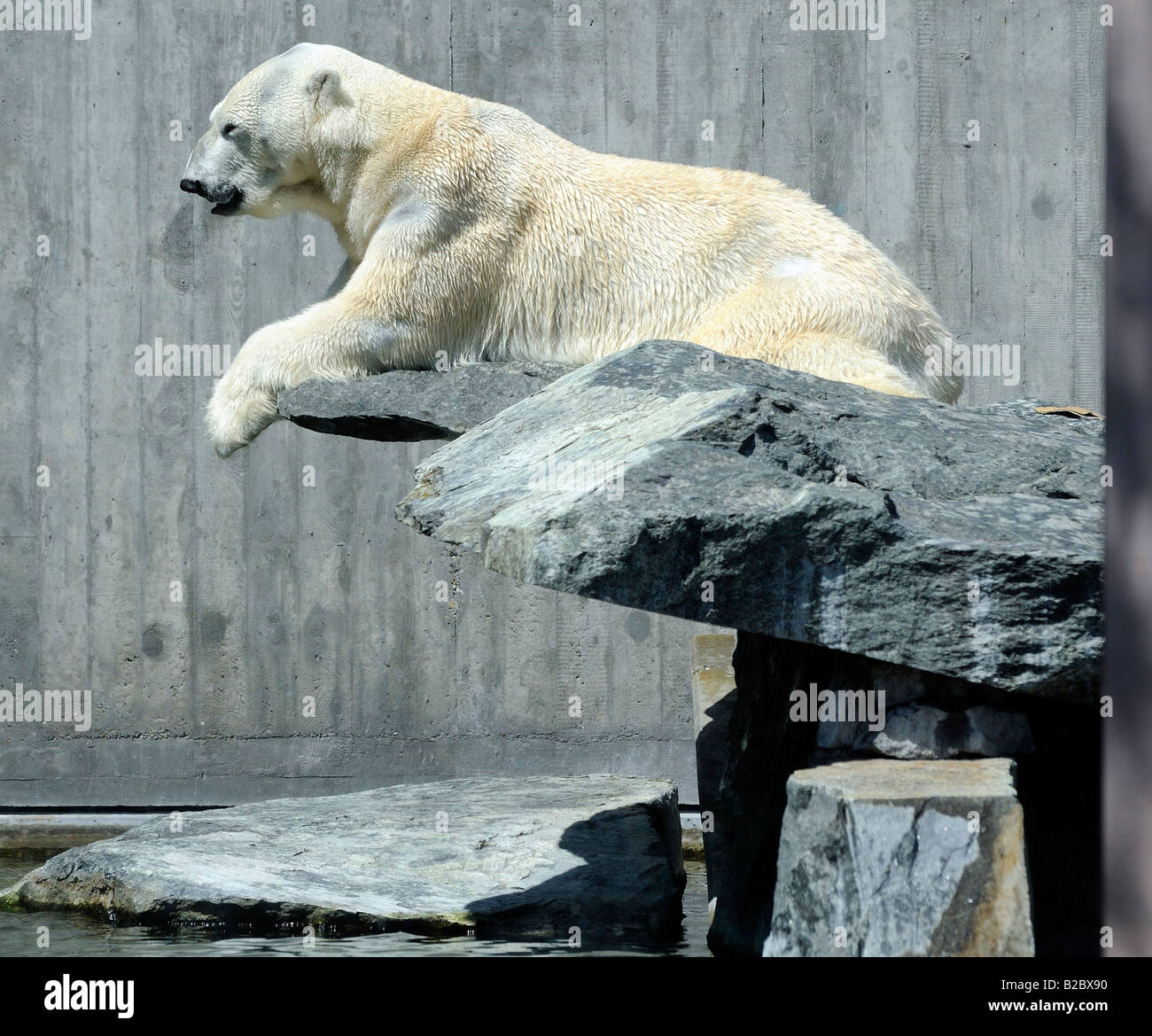 Anton, padre della polar bear cub Wilbaer, zoologico Wilhelma Giardino Botanico, Stoccarda, Baden-Wuerttemberg Foto Stock