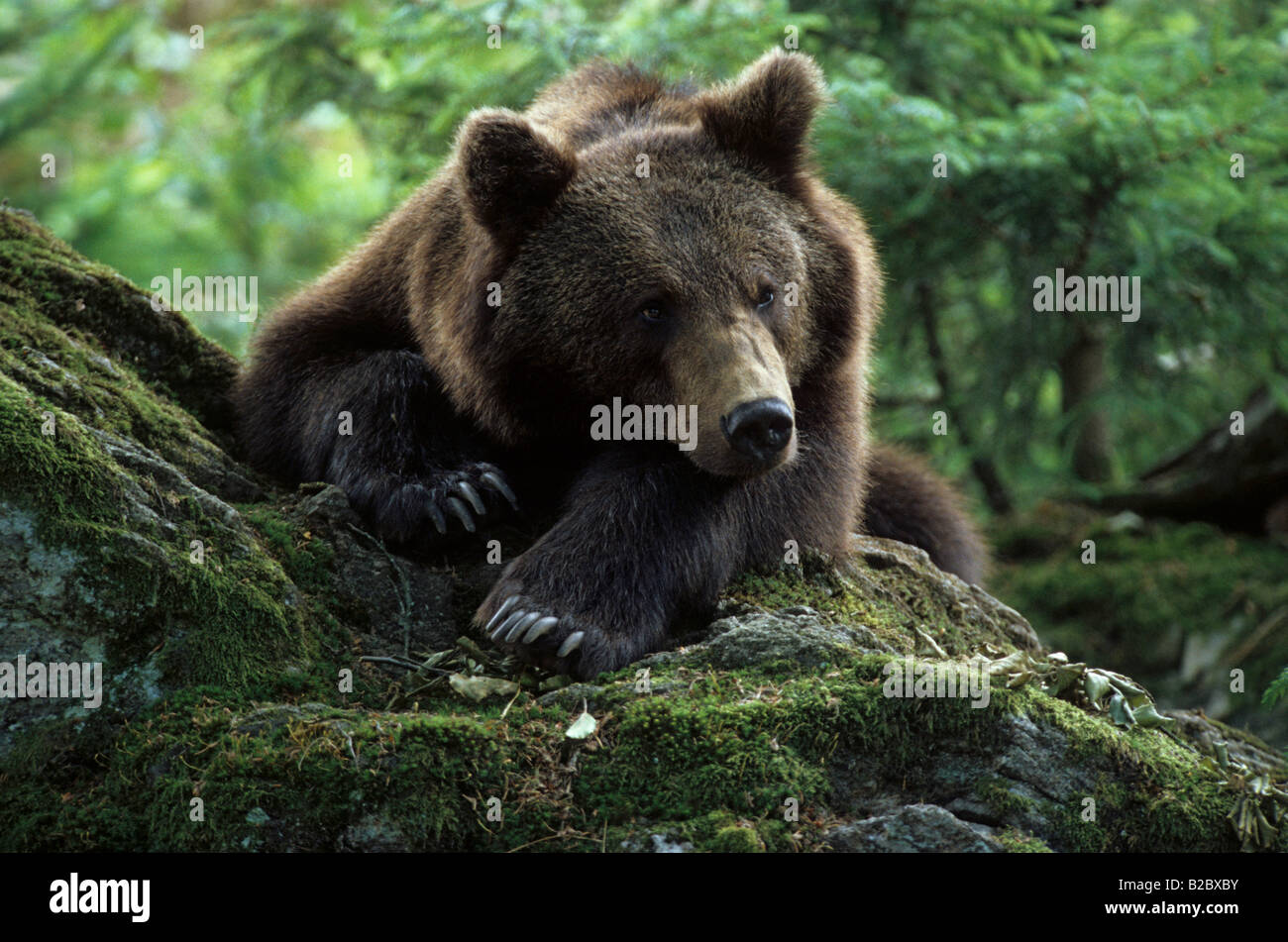 Eurasian l'orso bruno (Ursus arctos arctos) giacente su una roccia, ritratto Foto Stock