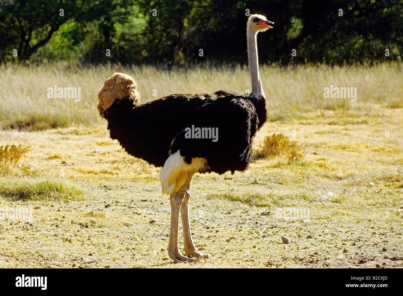 (Struzzo Struthio camelus) presso un'azienda di struzzi di Oudtshoorn, Provincia del Capo, in Sud Africa e Africa Foto Stock