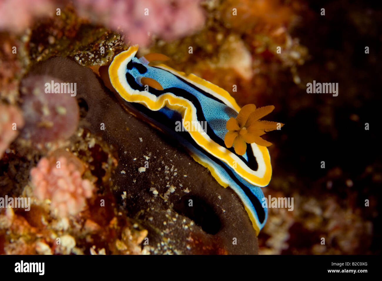 Un blu e giallo chrodorididae mangiare coral nelle calde acque di Indonesia. Foto Stock