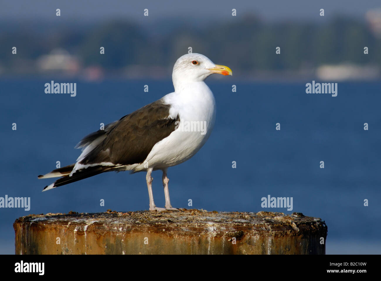 Grande nero-backed Gull (Larus marinus) Foto Stock
