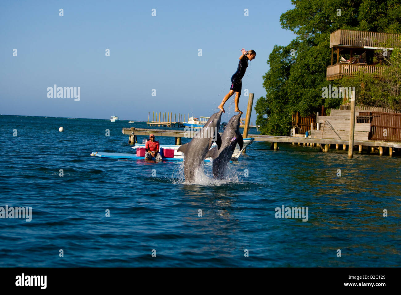 Dolphin trainer essendo spinto fuori dell'acqua da parte di un delfino ad un turista show, Bottlenose Dolphin (Tursiops truncatus), Roatán Foto Stock