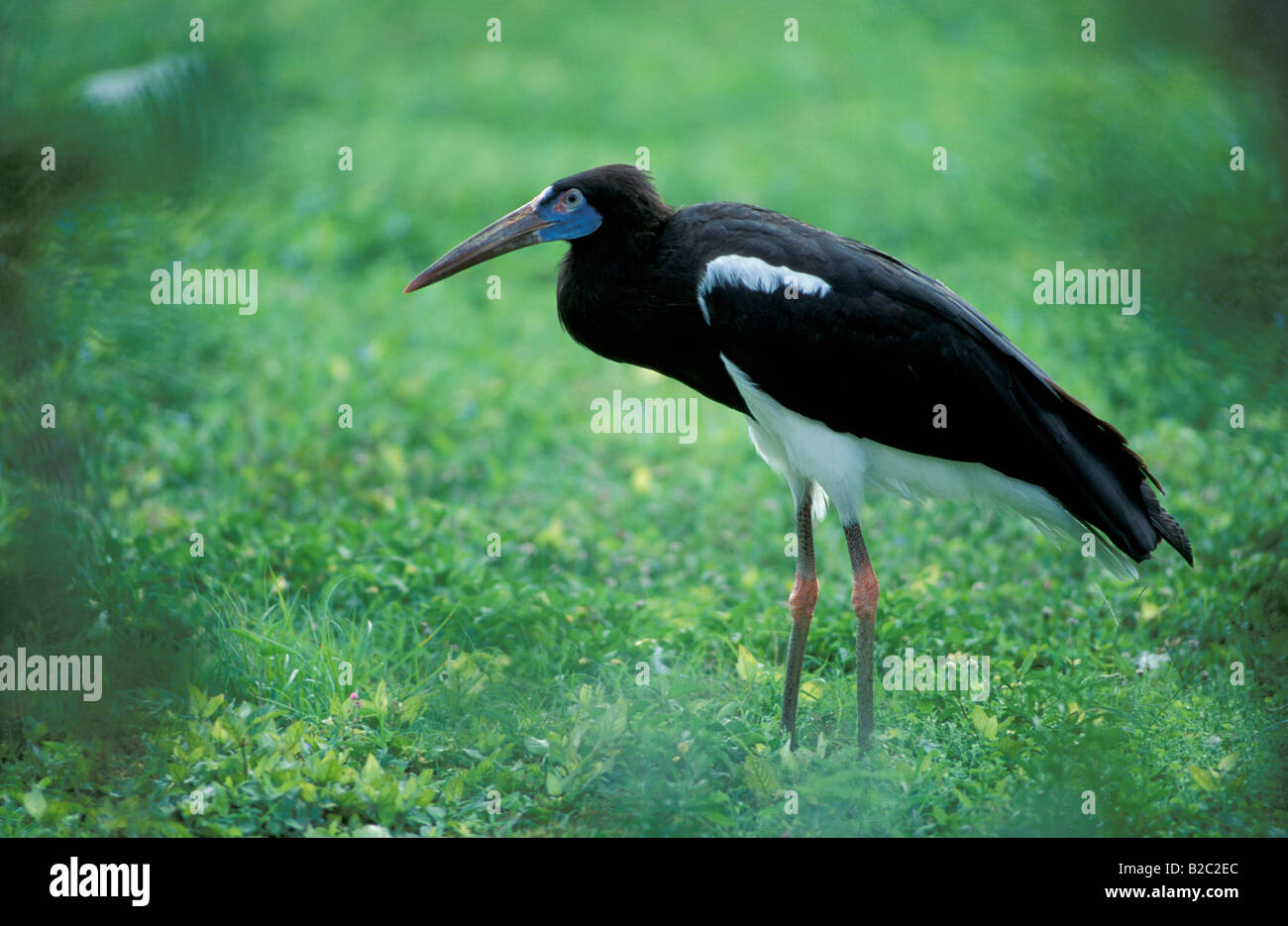 La Abdim Stork, bianco-panciuto Stork (Ciconia abdimii) Foto Stock