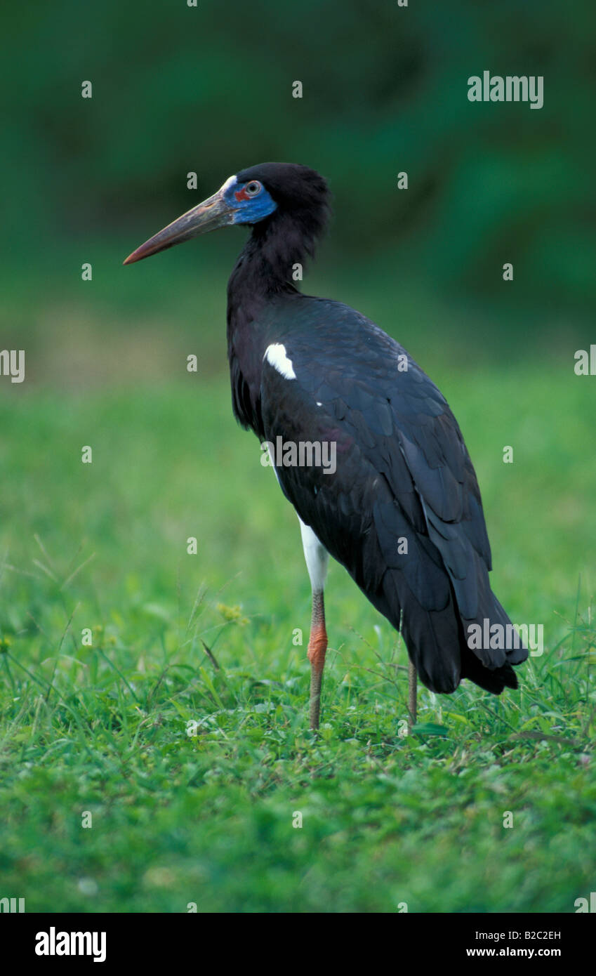 La Abdim Stork, bianco-panciuto Stork (Ciconia abdimii) Foto Stock