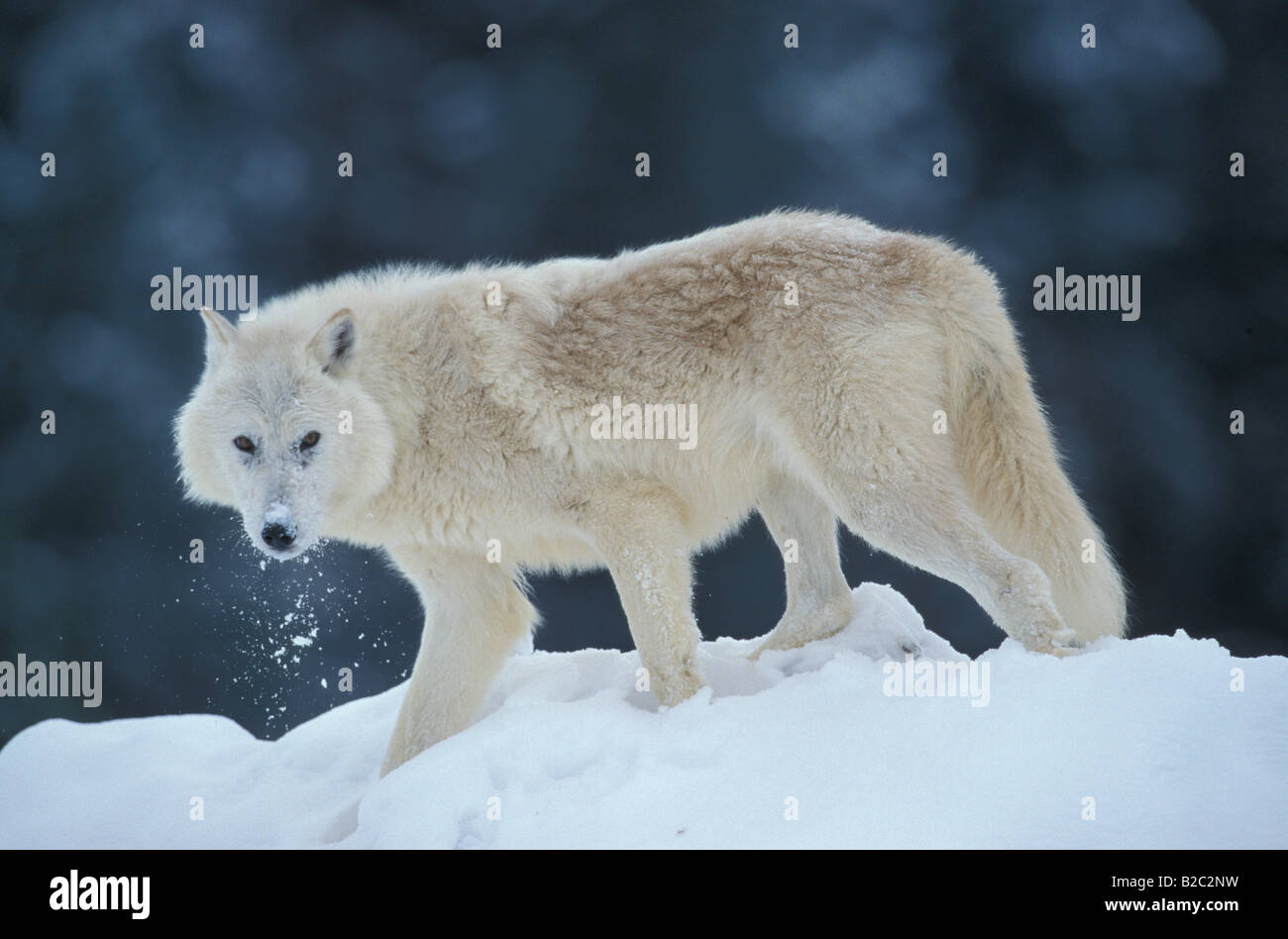Lupo grigio, bianco Lupo (Canis lupus tundrorum), in presenza di neve Foto Stock