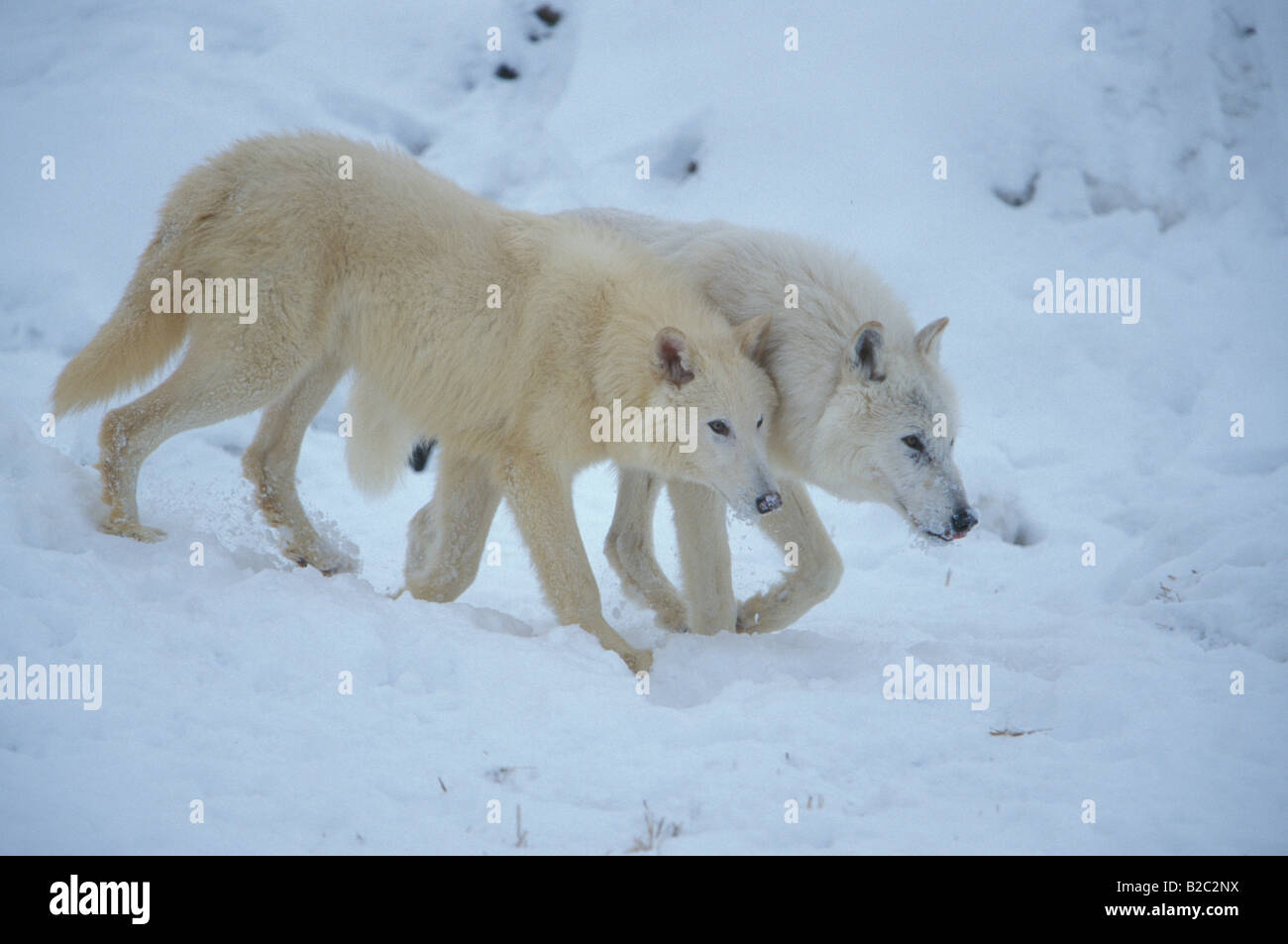 Lupo grigio, bianco Lupo (Canis lupus tundrorum), coppia nella neve Foto Stock