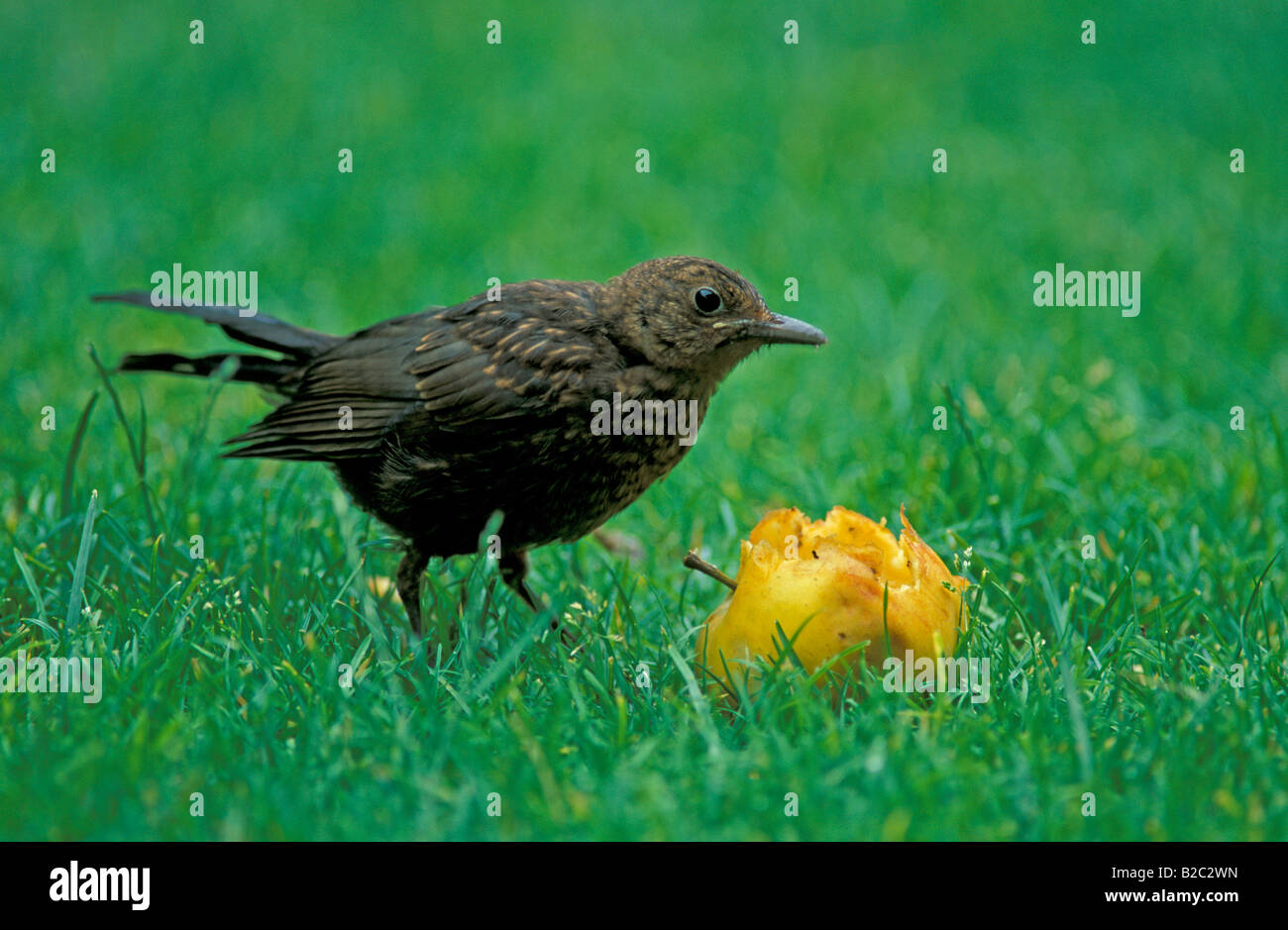 Giovani comuni o Eurasian Blackbird (Turdus merula), Heddesheim, Germania Foto Stock