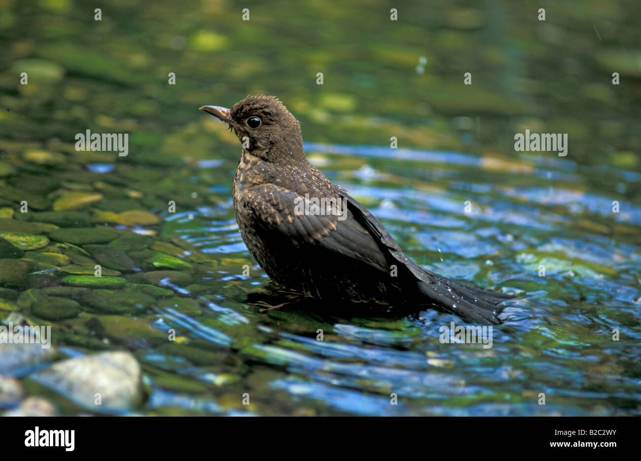 Comune o Eurasian Blackbird (Turdus merula), il novellame di nuoto, Heddesheim, Germania Foto Stock