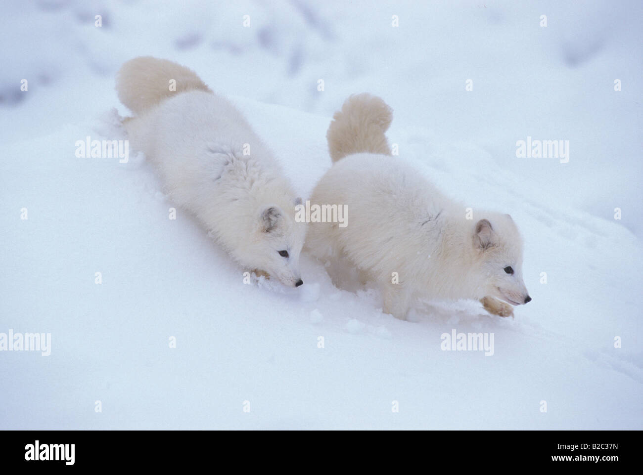 Una coppia di artico, bianco neve o la volpe (Vulpes vulpes lagopus) in inverno Foto Stock