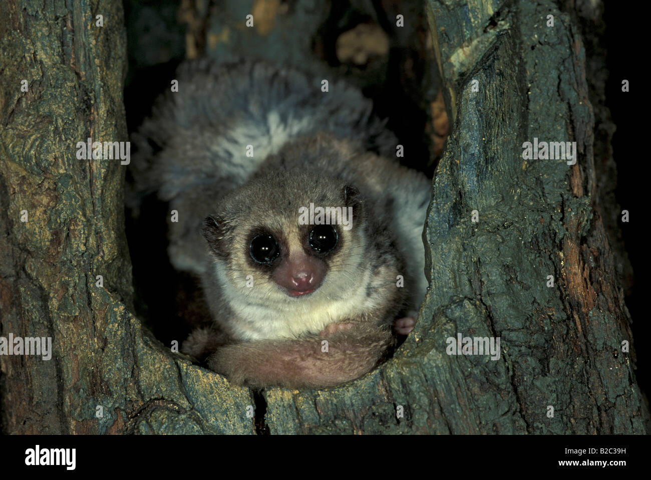 Fat-tailed o minore lemure Nana (Cheirogaleus medius), Adulto, Madagascar, Africa Foto Stock