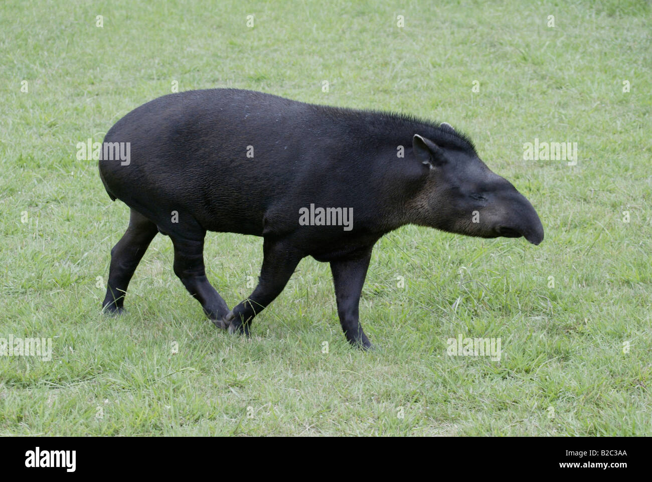 Il tapiro brasiliano o Flatland tapiro (Tapirus terrestris), per adulti Foto Stock