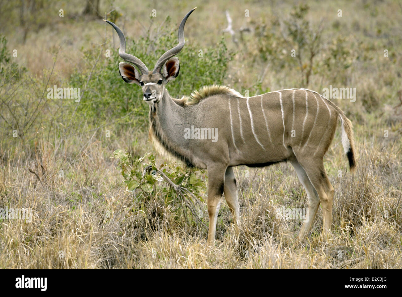 Kudu maggiore (Tragelaphus strepsiceros), Adulto, maschio, Sabi Sand Game Reserve, Sud Africa Foto Stock