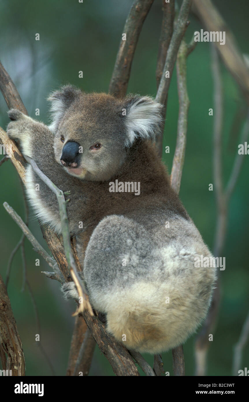 Koala (Phascolarctos cinereus), adulto, in un albero, Australia Foto Stock