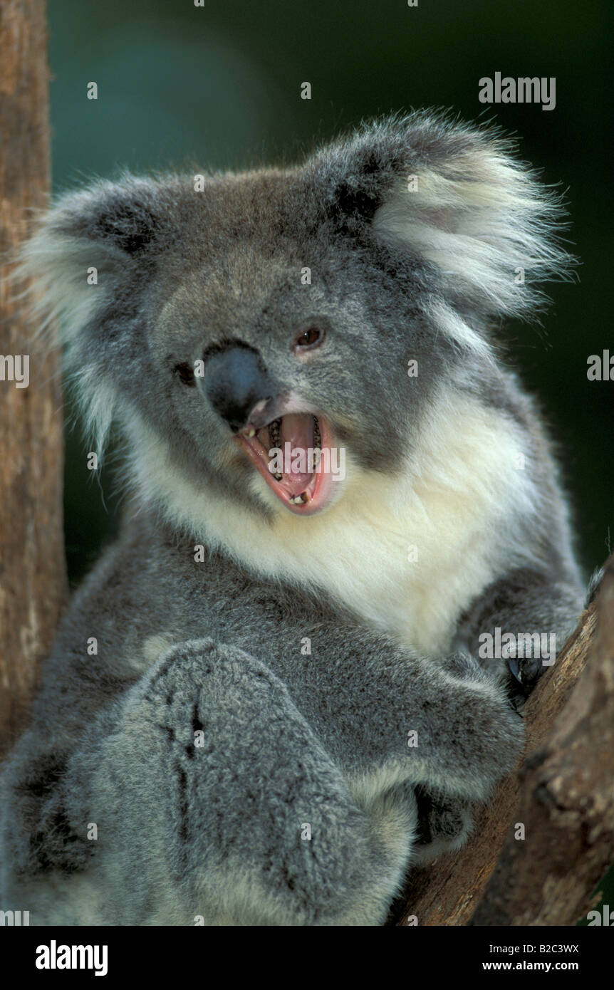 Koala (Phascolarctos cinereus), adulto, in un albero, sbadigli, Australia Foto Stock