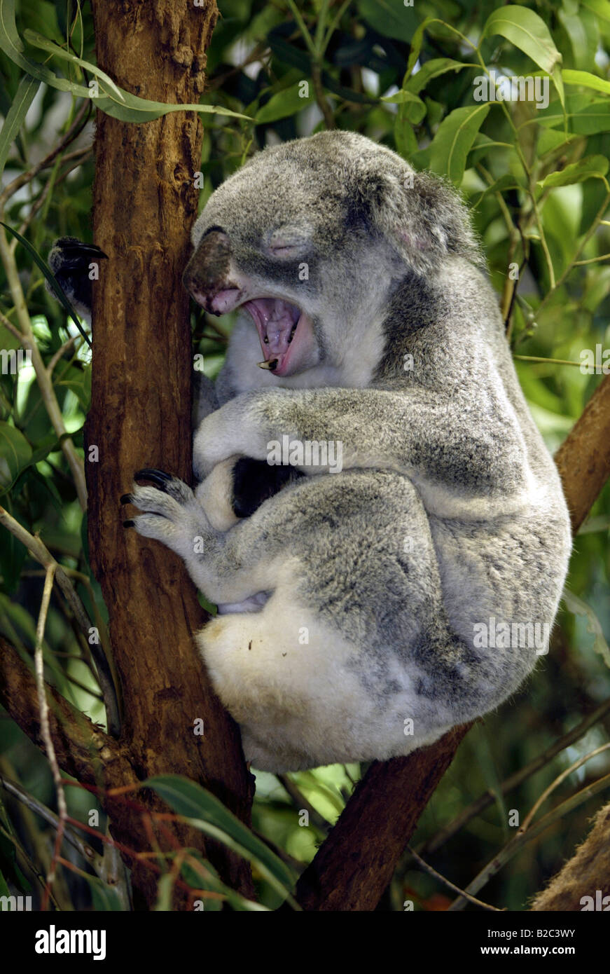 Koala (Phascolarctos cinereus), Adulto, riposo, dormire, sbadigli, Australia Foto Stock