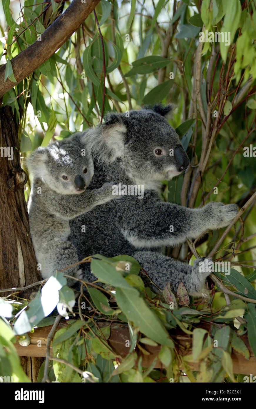 Koala (Phascolarctos cinereus), Adulto, femmina, con un animale giovane, equitazione sulla sua schiena, Australia Foto Stock