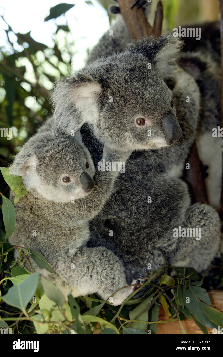 Koala (Phascolarctos cinereus), Adulto, femmina, con un animale giovane, equitazione sulla sua schiena, Australia Foto Stock
