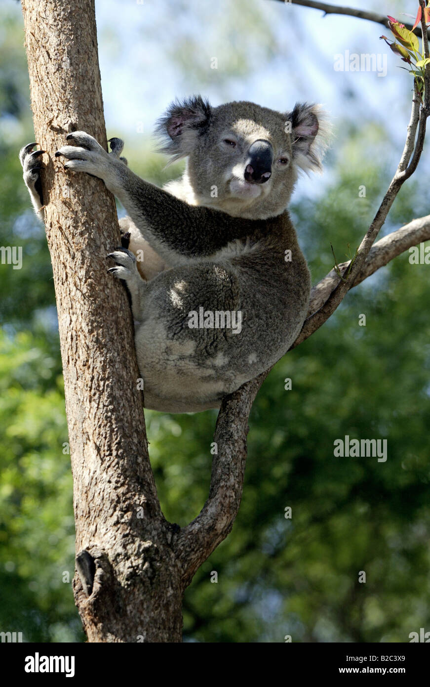 Koala (Phascolarctos cinereus), Adulto, Australia Foto Stock