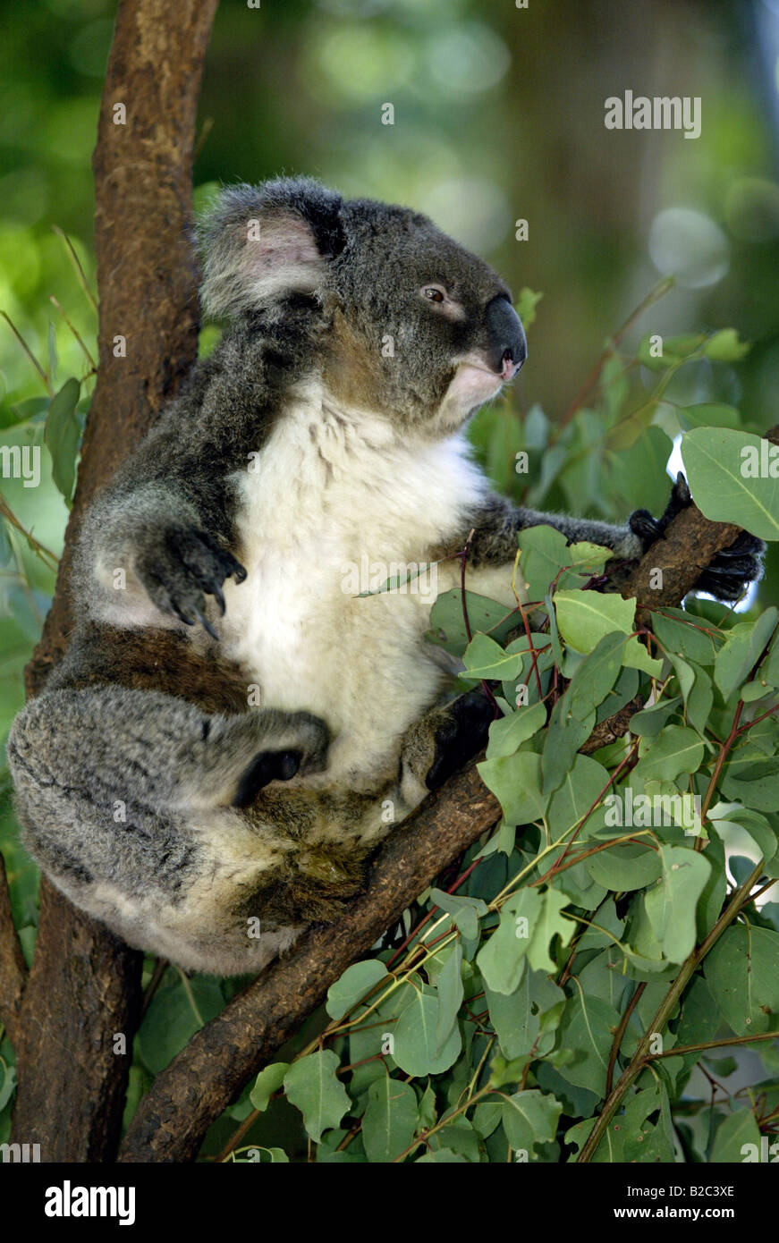Koala (Phascolarctos cinereus), Adulto, Australia Foto Stock