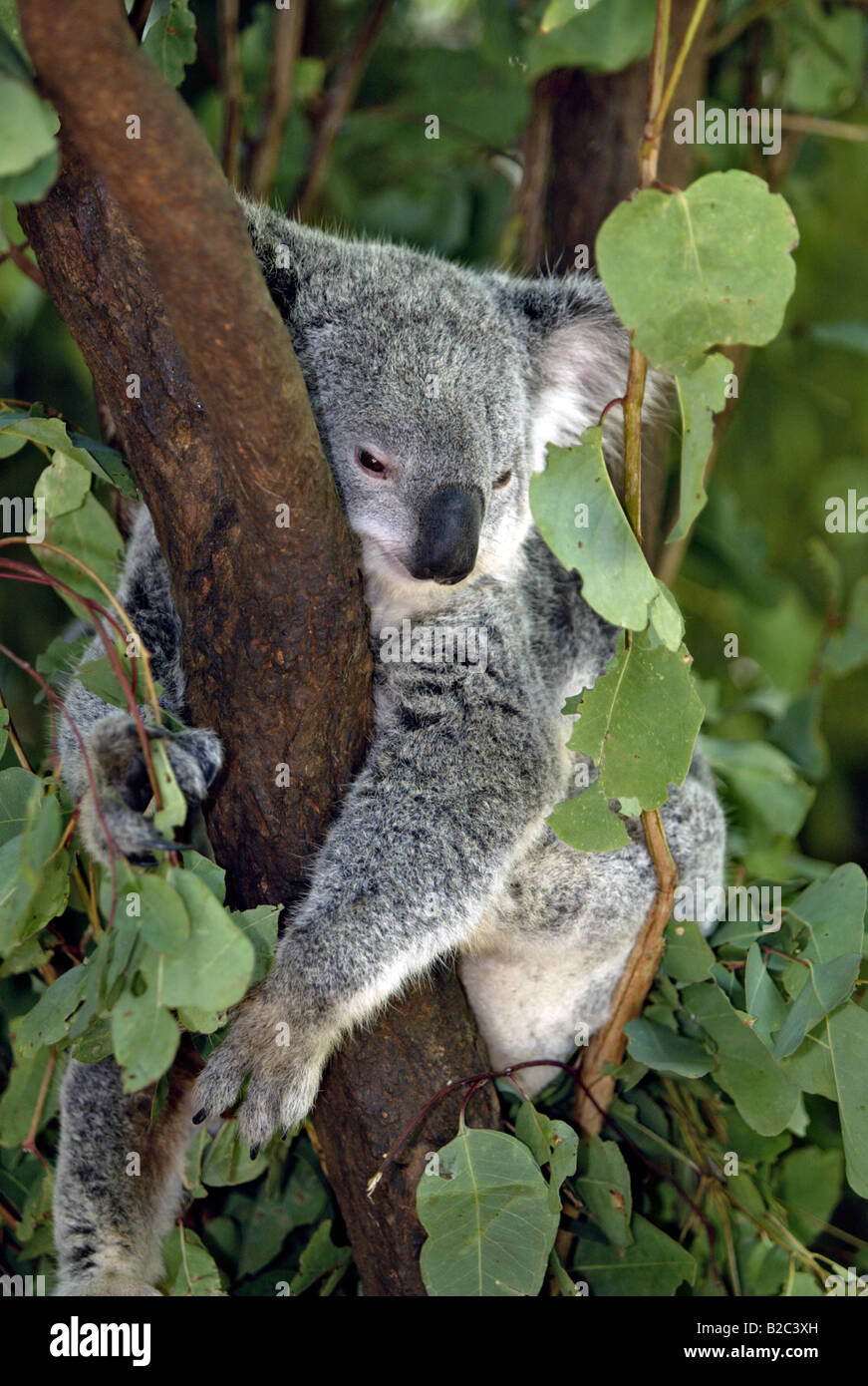 Koala (Phascolarctos cinereus), Adulto, riposo, dormire, Australia Foto Stock