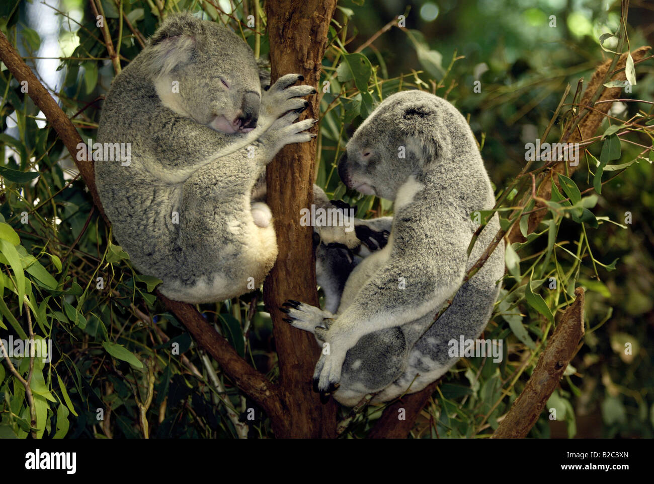 Koala (Phascolarctos cinereus), coppia, adulti, riposo, dormire, Australia Foto Stock