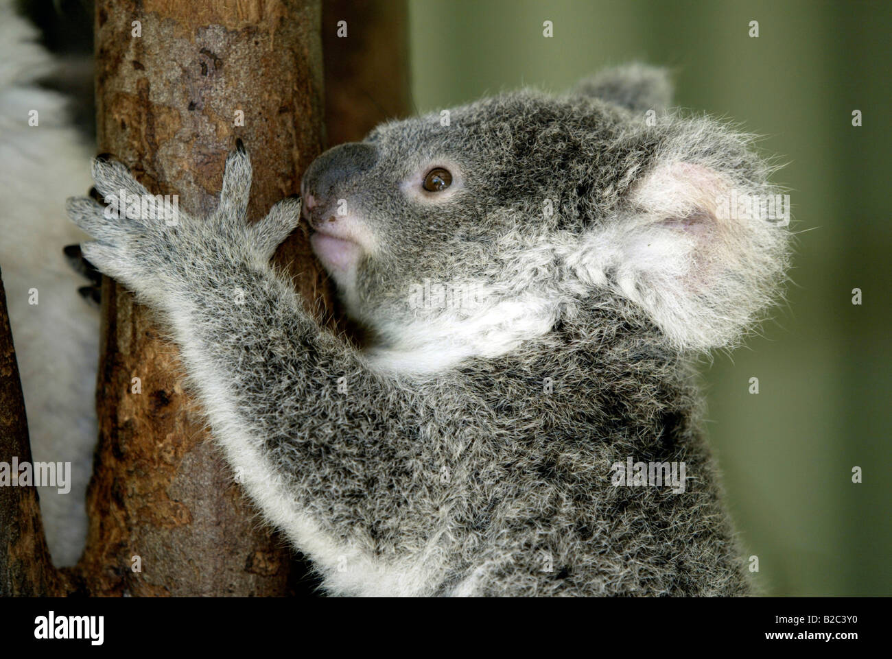 Koala (Phascolarctos cinereus), giovane animale, ritratto, Australia Foto Stock