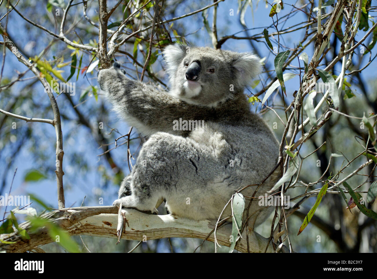 Koala (Phascolarctos cinereus), Adulto, Australia Foto Stock