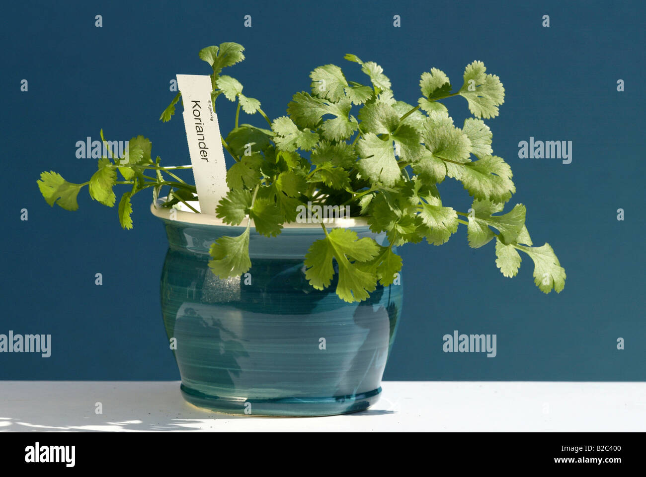 Il coriandolo (Coriandrum), piante in vaso Foto Stock