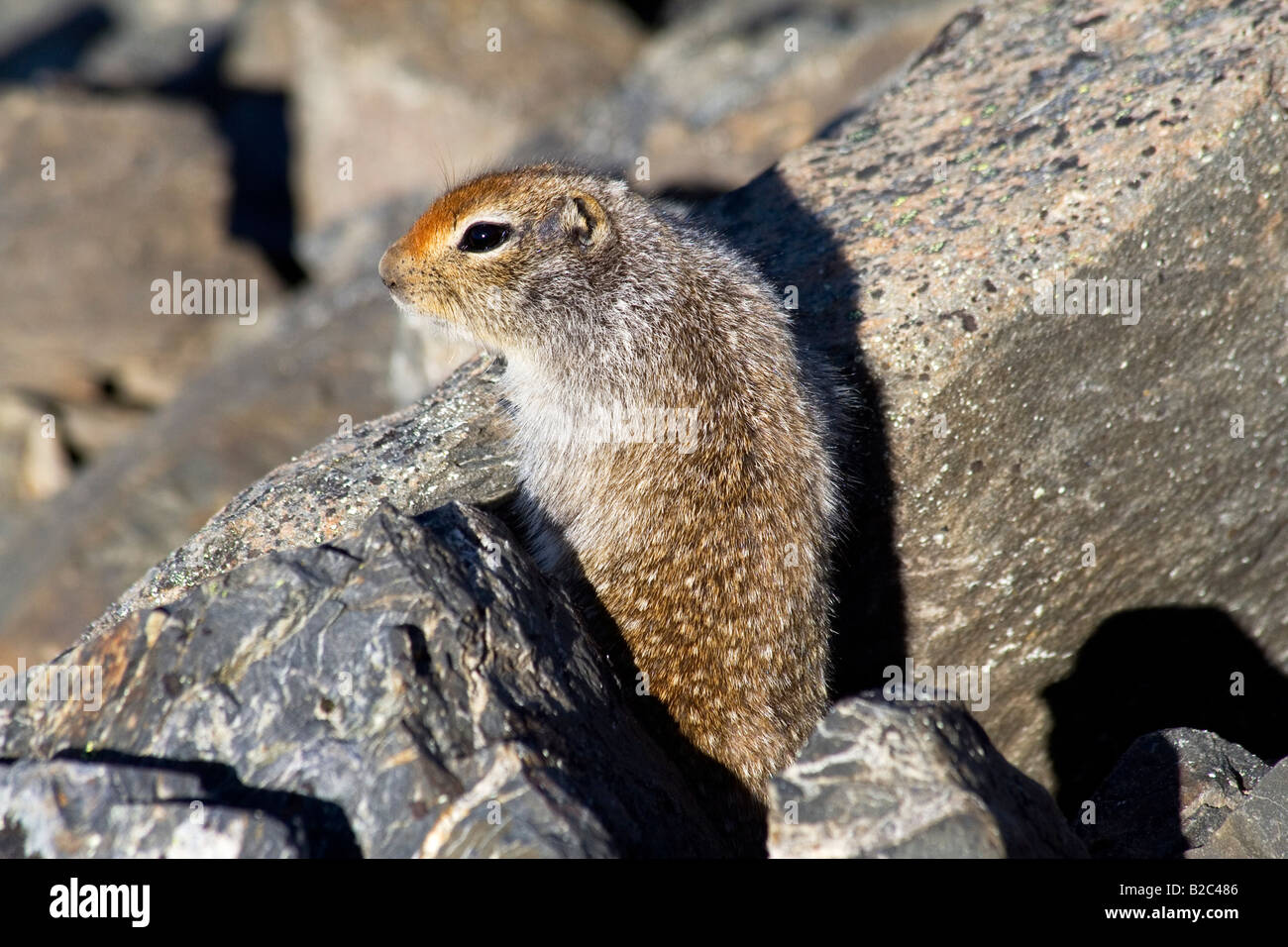 Terra artica scoiattolo (Spermophilus parryii) su una roccia, Yukon Territory, Canada Foto Stock