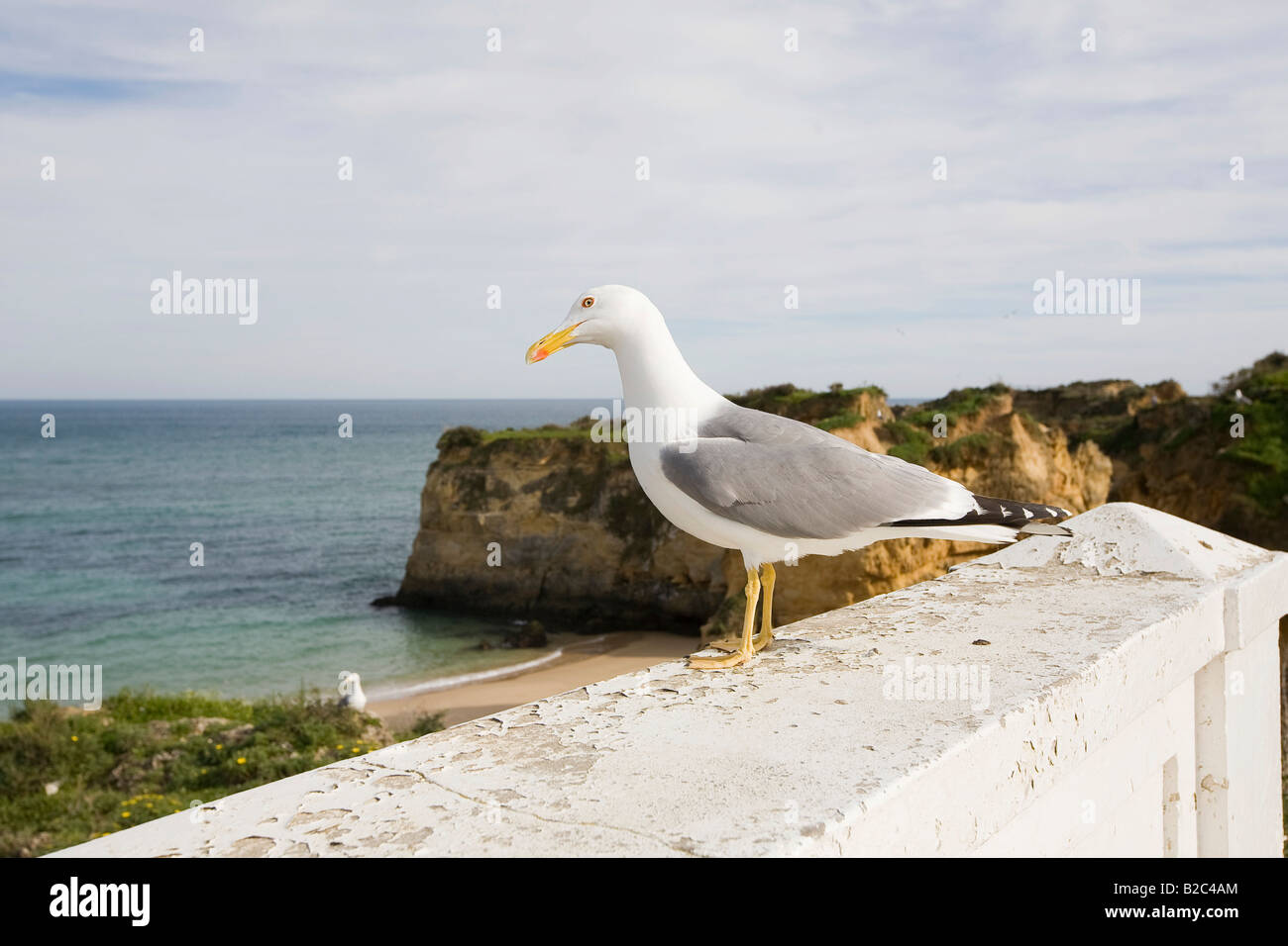 Sea Gull (Larus), Lagos, Algarve, Portogallo, Europa Foto Stock