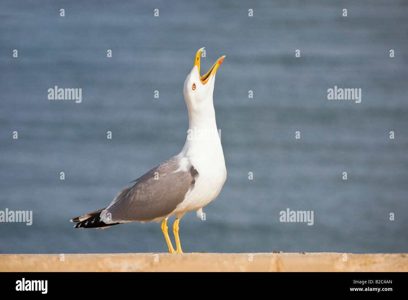 Sea Gull (Larus), chiamando Foto Stock