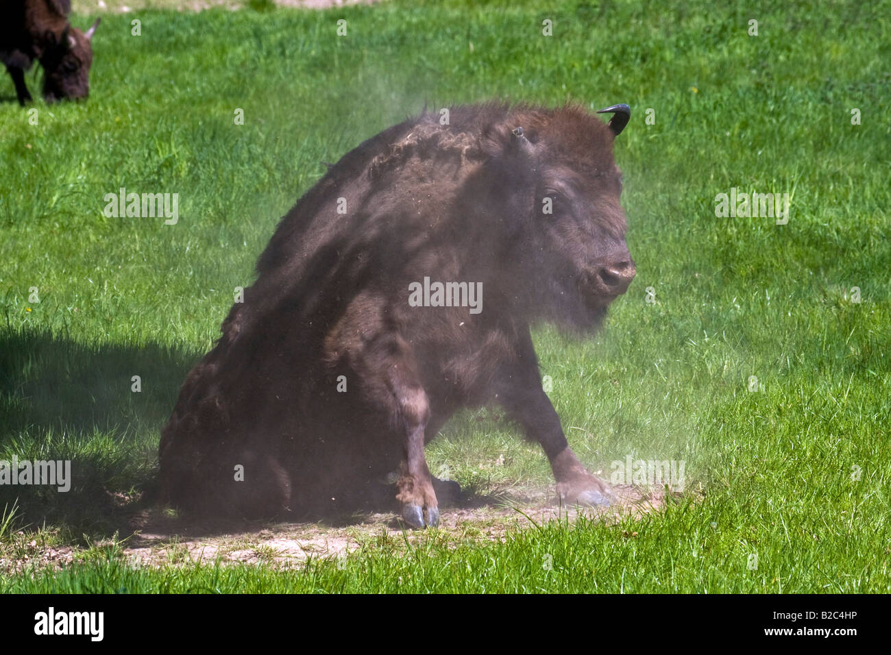 Il bisonte europeo (Bison bonasus) scuotendo la polvere dalla sua pelliccia dopo un bagno di sabbia, Bull, maschio Foto Stock Il bisonte europeo (Bison bonasus) scuotendo la polvere dalla sua pelliccia dopo un bagno di sabbia, Bull, maschio Foto Stock