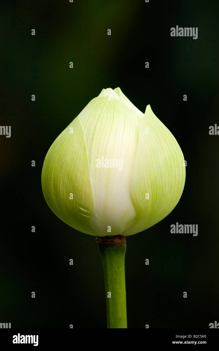 Blue Lotus, Indian lotus o sacra lotus (Nelumbo nucifera) dall'India Foto Stock