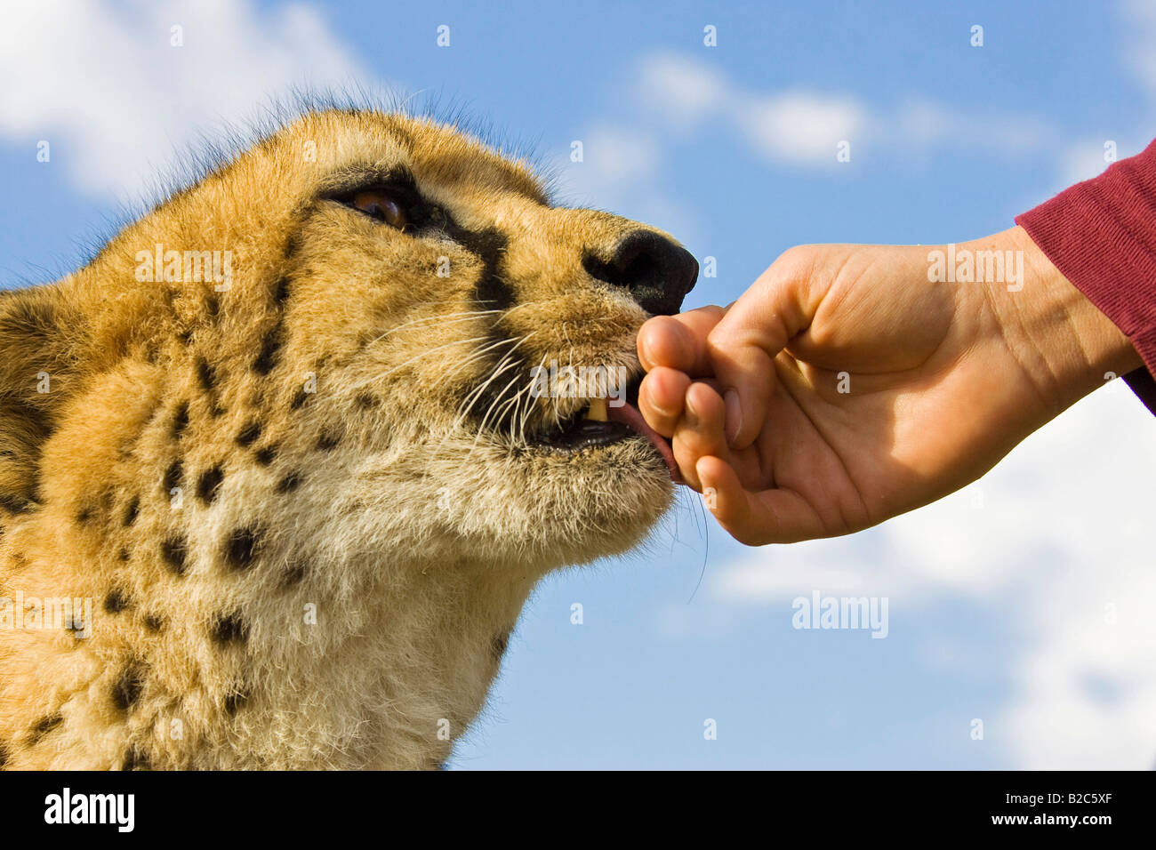 Ghepardo (Acinonyx jubatus) leccare una mano, Namibia, Africa Foto Stock