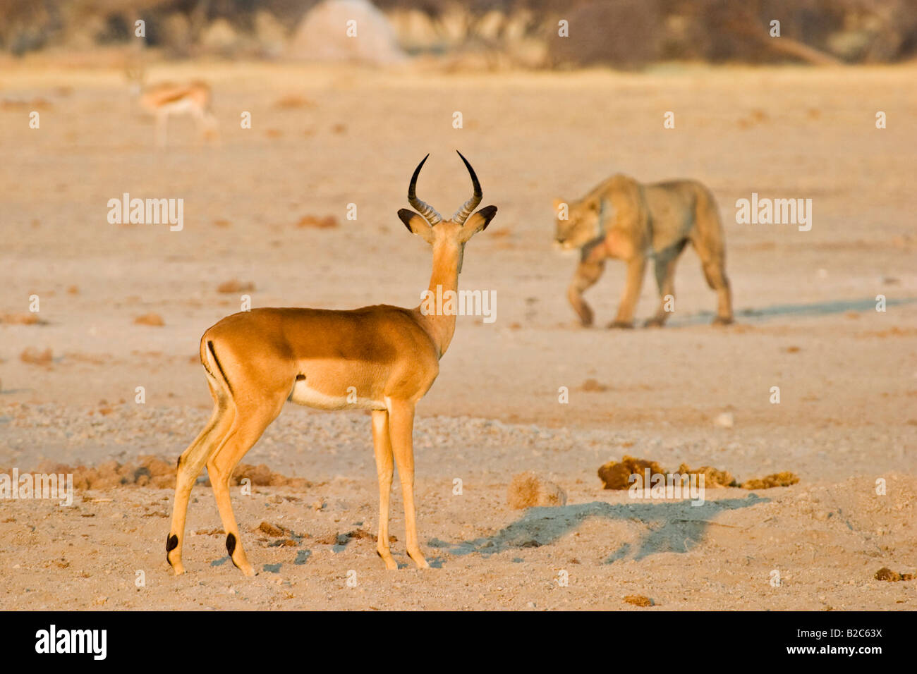Stalking Leonessa (Panthera leo), avvicinandosi verso una mandria di Impala, antilopi (Aepyceros melampus), Nxai Pan, Makgadikgadi Foto Stock