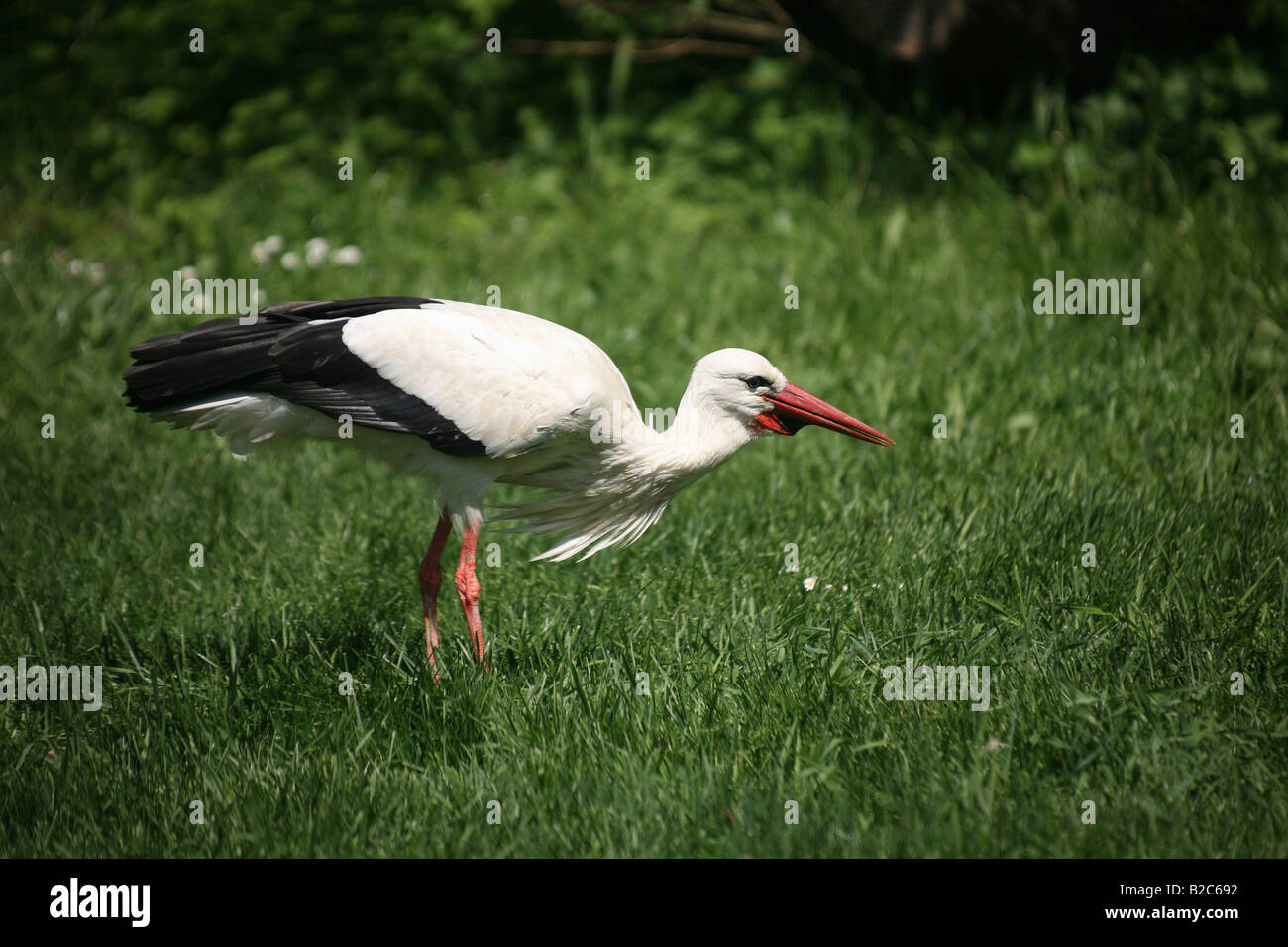 Cicogna bianca (Ciconia ciconia), alla ricerca di cibo, raccolto pieno Foto Stock
